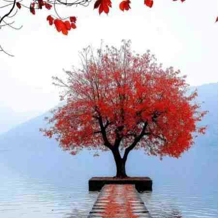 حمیرا ( ورژن هوش مصنوعی ) دل عاشقم بزار فدای این عشق بشه