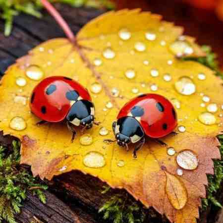 حمیرا پله پله تا ملاقات خدا میرویم