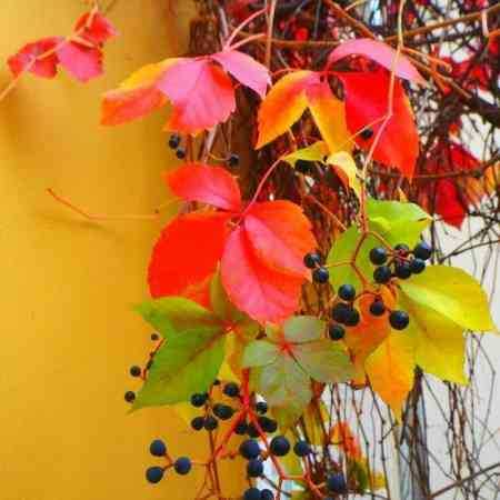 مهستی ( ورژن هوش مصنوعی ) هوای چشمم امشب ابره ابره