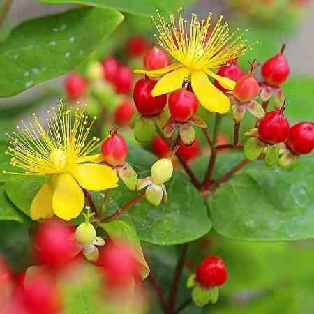 شهره ( ورژن هوش مصنوعی ) گل تازه جون گرفته