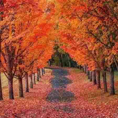 سوسن ( ورژن هوش مصنوعی ) خسته شدم از بس که با غریبه ها دیدمت 