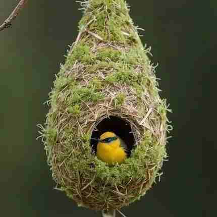 گوگوش ( ورژن هوش مصنوعی ) درد دلات خالی کن