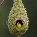 دانلود آهنگ گوگوش ( ورژن هوش مصنوعی ) به نام درد دلات خالی کن