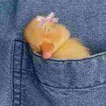 دانلود آهنگ هایده ( ورژن هوش مصنوعی ) به نام به دیدن من بیا