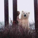 دانلود آهنگ هایده ( ورژن هوش مصنوعی ) به نام فرمانروا