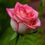 دانلود آهنگ هایده ( ورژن هوش مصنوعی ) به نام روزای روشن خداحافظ