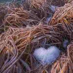 دانلود آهنگ هایده ( ورژن هوش مصنوعی ) به نام وقتیکه مثل شراب مست مستم میکنی