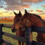 دانلود آهنگ حمیرا ( ورژن هوش مصنوعی ) به نام راهم از تو دوره دوره