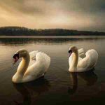 دانلود آهنگ لیلا فروهر ( ورژن هوش مصنوعی ) به نام پردیس