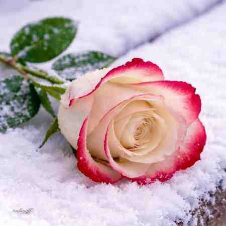 مهستی ( ورژن هوش مصنوعی ) پاشو گل توی گلدونا بذرا