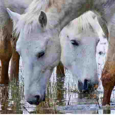 گوگوش ( ورژن هوش مصنوعی ) هوای رفتنش نبود