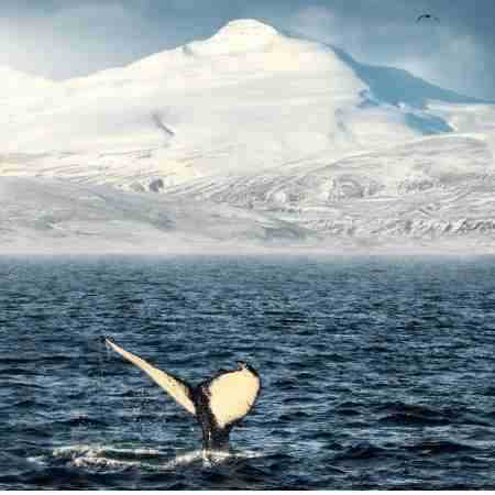 گوگوش ( ورژن هوش مصنوعی ) تو میگفتی که گناه مقدسه