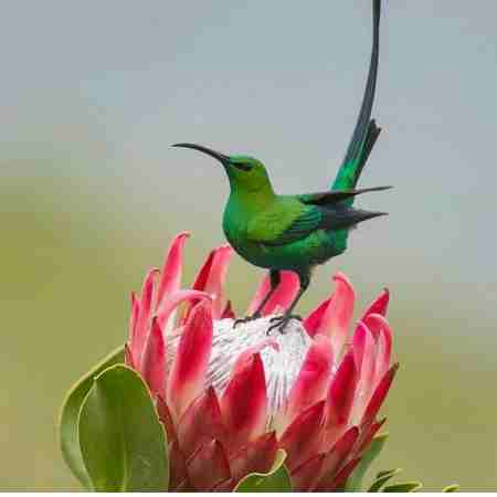 گوگوش ( ورژن هوش مصنوعی ) یه جایی‌ توی قلبت هست