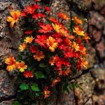 دانلود آهنگ هایده ( ورژن هوش مصنوعی ) به نام عسل چشم نگاه کن شیرین نگاهت