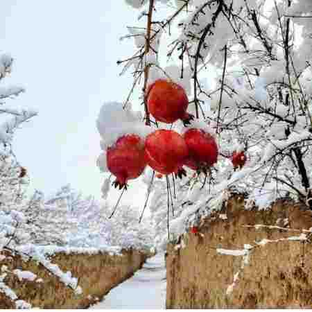 هایده ( ورژن هوش مصنوعی ) من واسه ات میمیرم