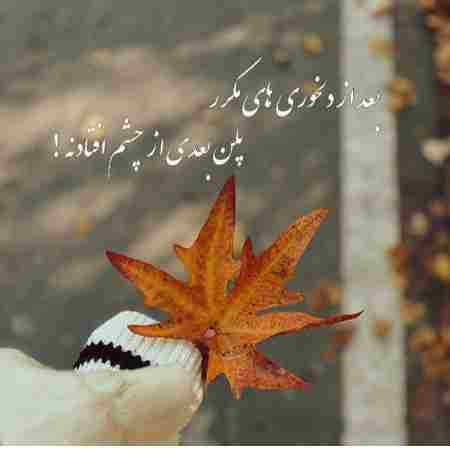 حمیرا ( ورژن هوش مصنوعی ) هرکسی عشقو شناخت