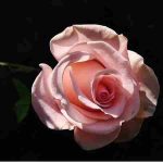 دانلود آهنگ حمیرا ( ورژن هوش مصنوعی ) به نام منو با خود ببرید به اون دیار به عشق یار