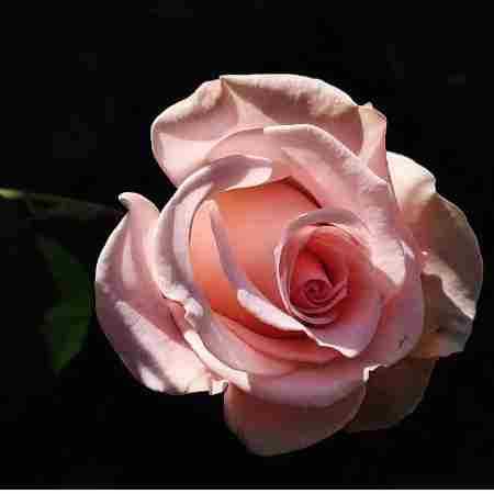 حمیرا ( ورژن هوش مصنوعی ) منو با خود ببرید به اون دیار به عشق یار