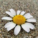 دانلود آهنگ لیلا فروهر ( ورژن هوش مصنوعی ) به نام یک نفس عطر تو بس