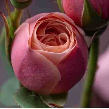 مهستی ( ورژن هوش مصنوعی ) همیشه اسم تو مثل یه گل