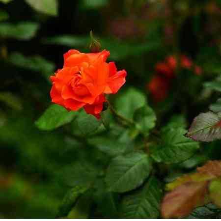 فتانه ( ورژن هوش مصنوعی ) روی چشم همه جا داری