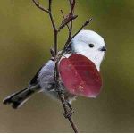 دانلود آهنگ گوگوش ( ورژن هوش مصنوعی ) به نام عاشق بوی غریبانه کوج