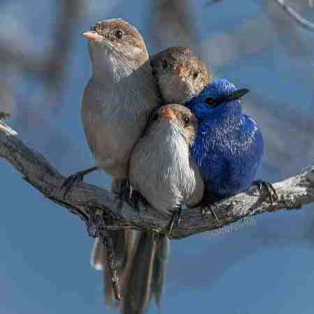 هایده ( ورژن هوش مصنوعی ) قبله گاه دل من