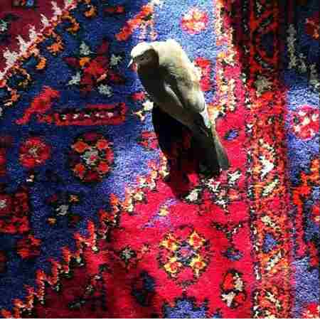گوگوش ( ورژن هوش مصنوعی ) هجرت ما وسط آب