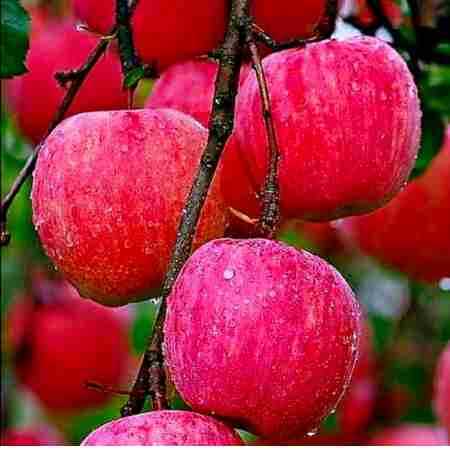 هایده ( ورژن هوش مصنوعی ) عشقمی تو خوب خوبم