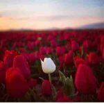 دانلود آهنگ هایده ( ورژن هوش مصنوعی ) به نام حادثه