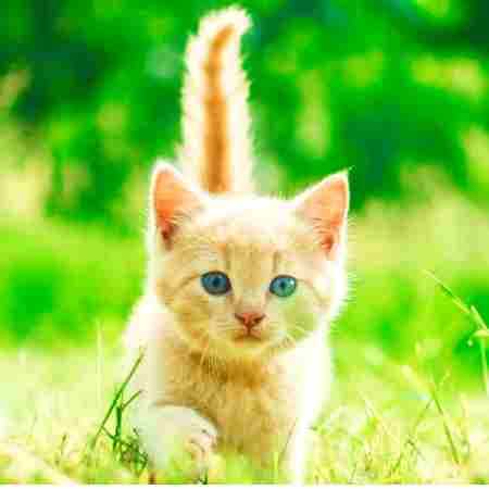 هایده ( ورژن هوش مصنوعی ) روی ایوون توی خونه پرستو زده لونه