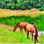 دانلود آهنگ حمیرا ( ورژن هوش مصنوعی ) به نام چشمونم مونده به در کی برمیگردی
