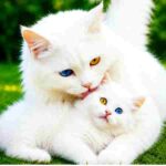 دانلود آهنگ مهستی ( ورژن هوش مصنوعی ) به نام حرفای قشنگ میزنی