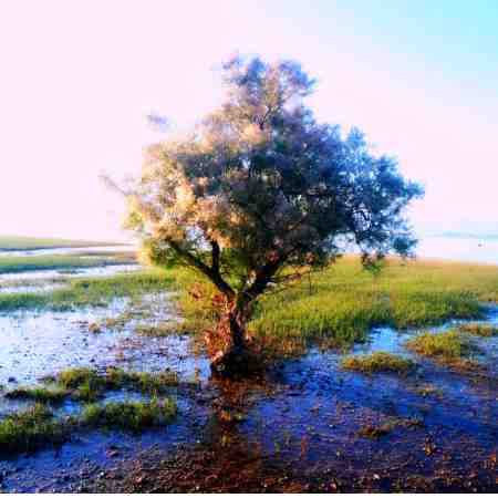 مهستی ( ورژن هوش مصنوعی ) خود شرابه