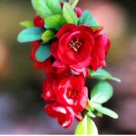 دانلود آهنگ سوسن ( ورژن هوش مصنوعی ) به نام یادت میاد